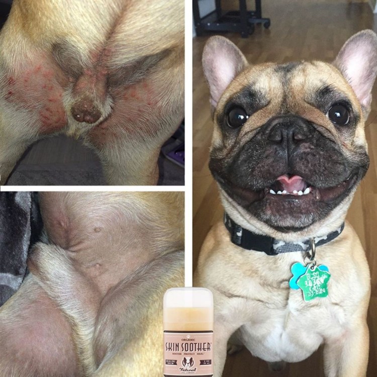 Пищевая аллергия у собак