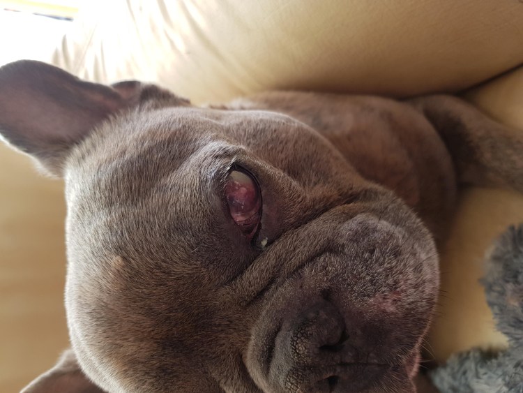 Язва роговицы у французского бульдога