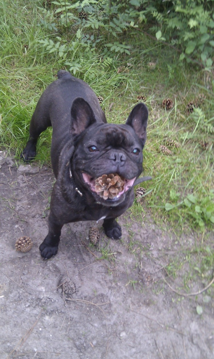 Стригущий лишай у французского бульдога