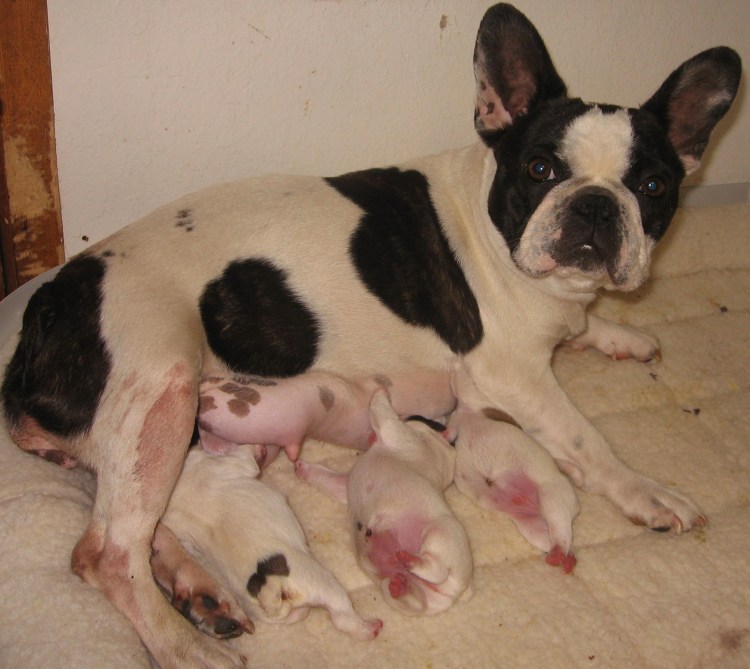 Беременные французские бульдоги