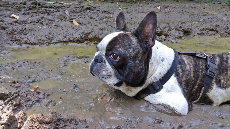 Щенок французского бульдога стандарт породы