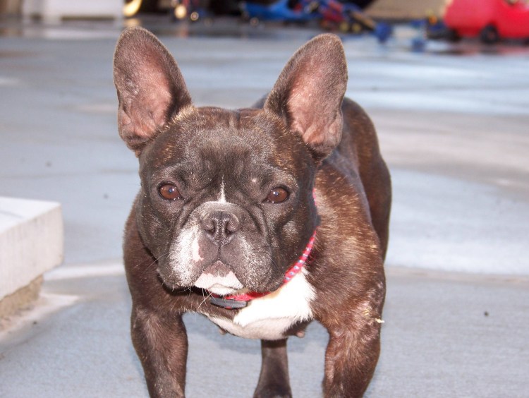 Дерматомикоз у французского бульдога