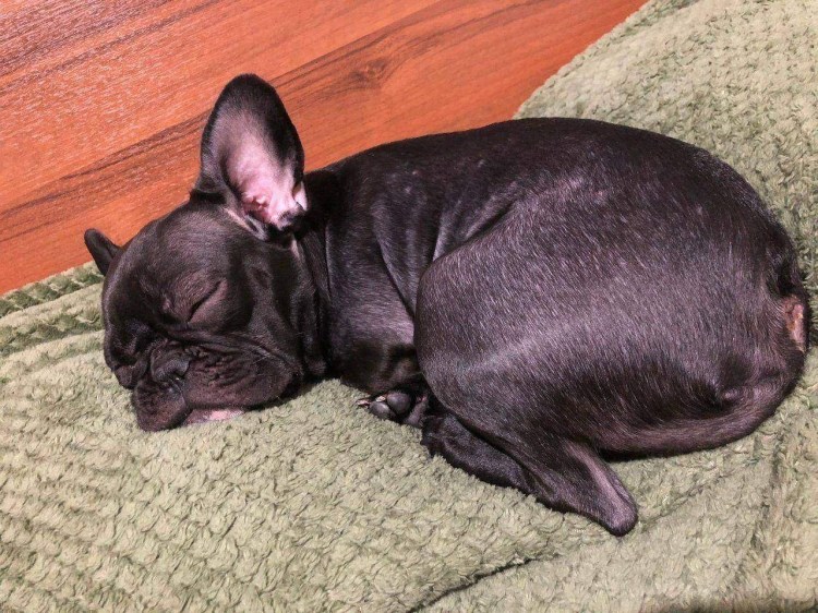 Французский бульдог аллергенен