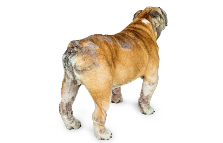 Болезни английских бульдогов