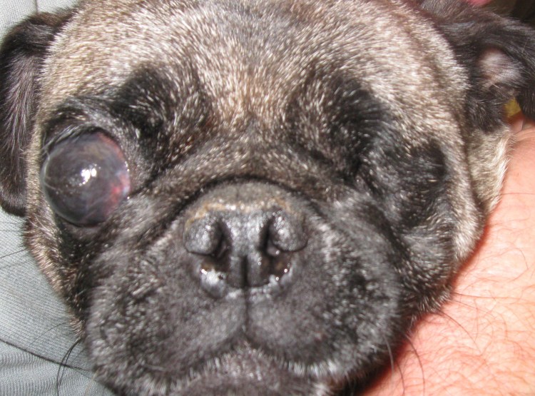 3 Веко у щенка французского бульдога
