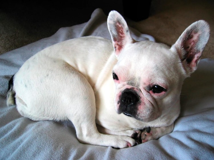 Французский бульдогальюинос
