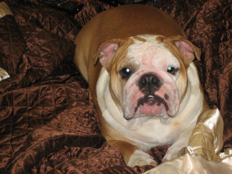 Пододерматит аутоиммунный