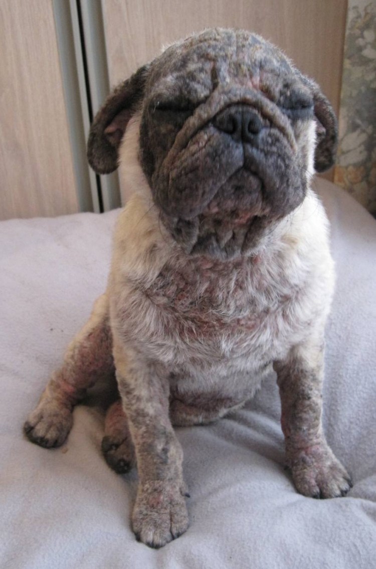 Демодекоз у французского бульдога