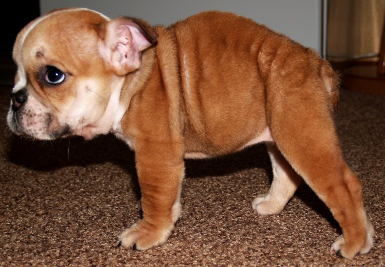 Рахит у французского бульдога