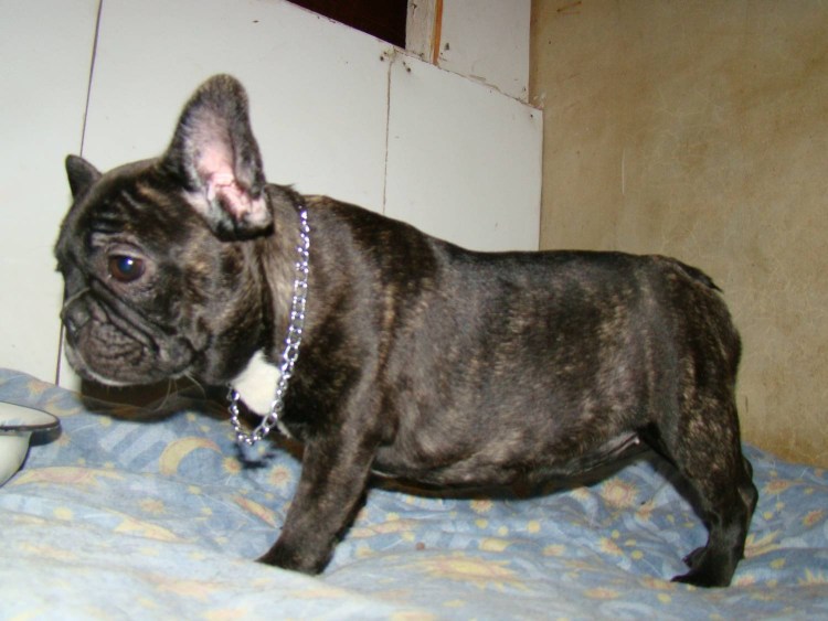 Лишай у французского бульдога