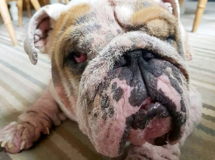 Аллергия у французского бульдога