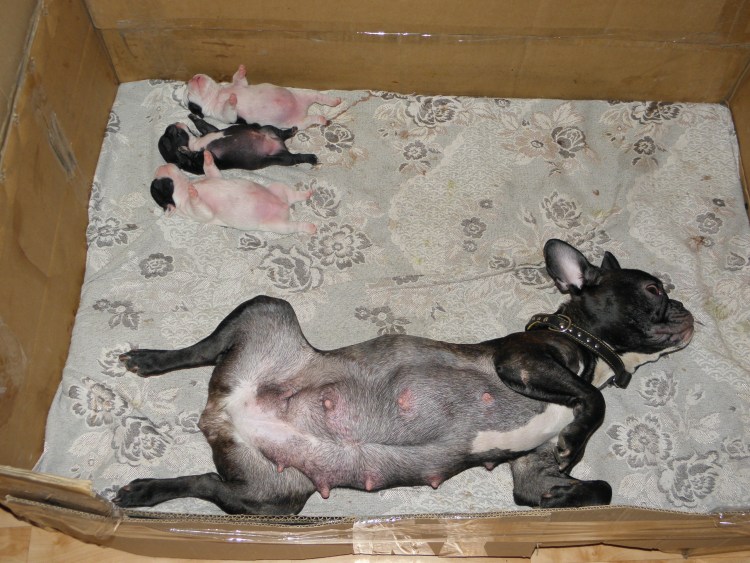 Французский бульдог стандарт FCI