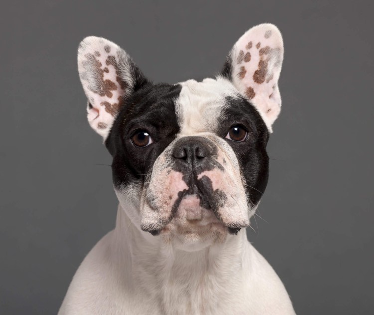 Пигментация у французского бульдога