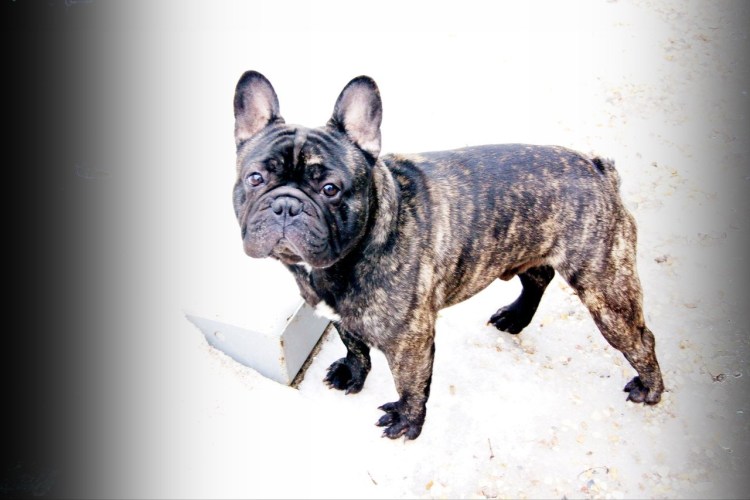 Потерялся французский бульдог