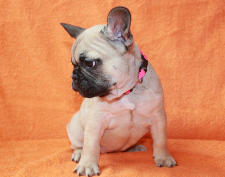 Дерматофитоз (лишай) у собак