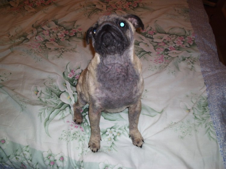 Малассезиозный дерматит