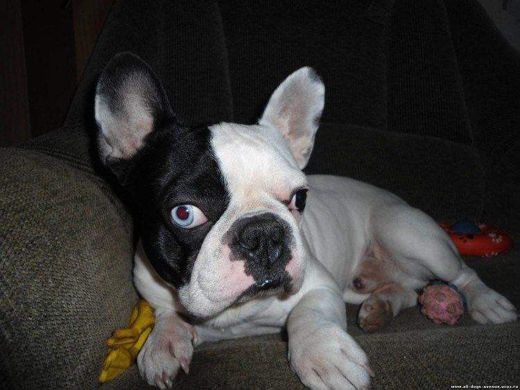 Конъюнктивит у собаки французский бульдог