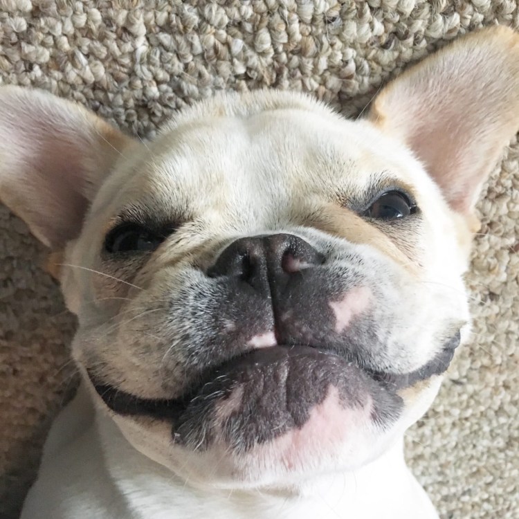 Французский бульдог аллергенные