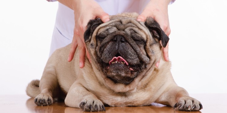 Аллергия у собак симптомы