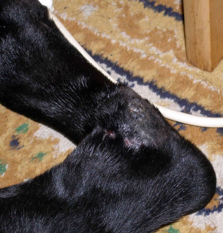 Рахит у французского бульдога