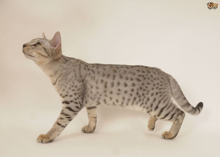 Бенгал угольный окрас Бенгальская кошка