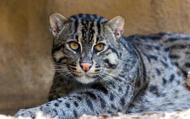 Бенгальская кошка