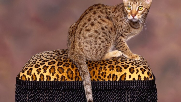 Египетская МАУ кошка