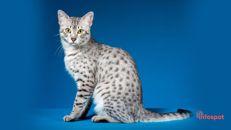 Саванна кошка