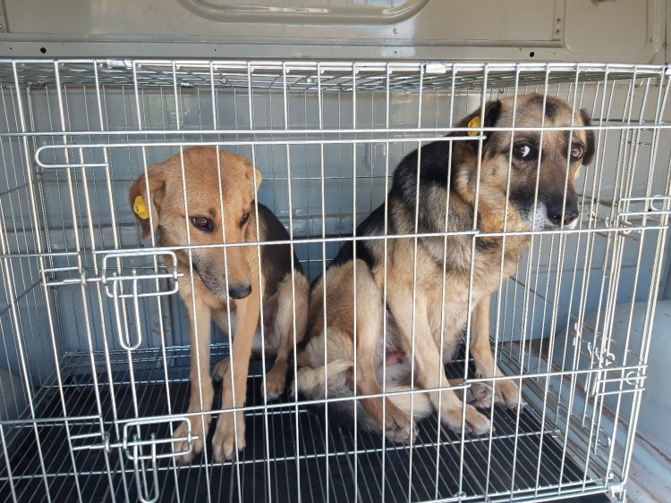 Стаи бездомных собак Саратов