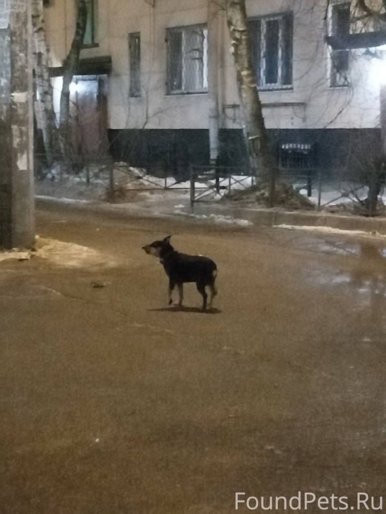 Отлов безнадзорных животных