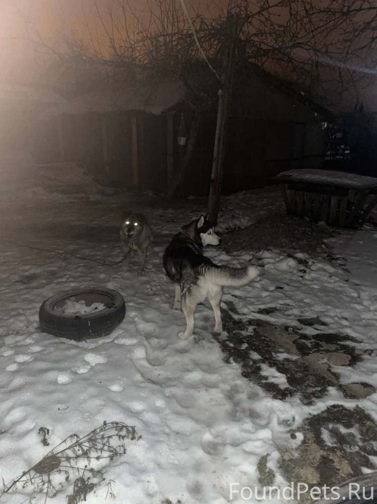 Приют Дора для собак Воронежская область