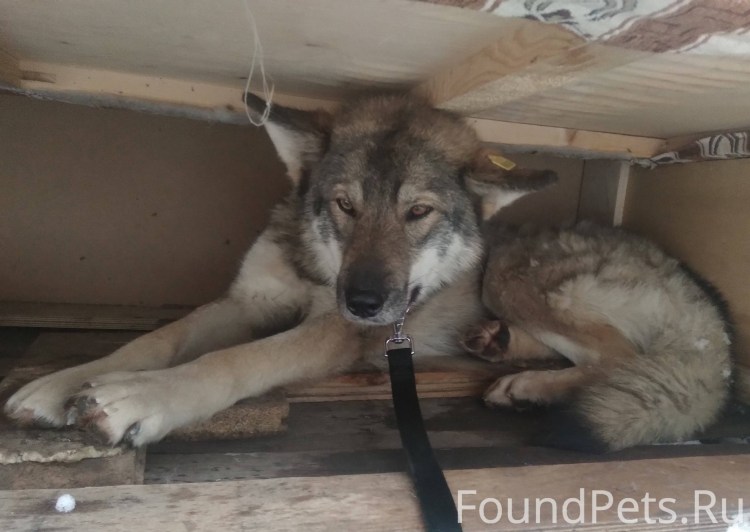 Отлов бродячих животных