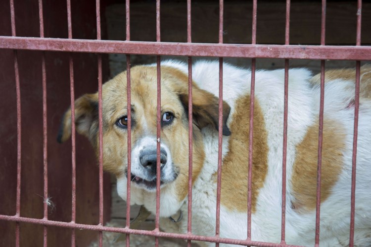 Бродячие собаки зима