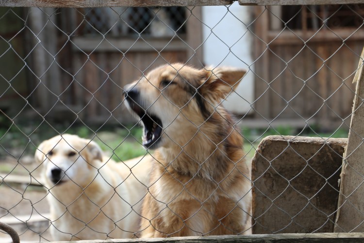 Бродячие собаки в России