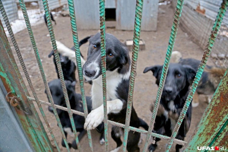 Отлов бродячих животных