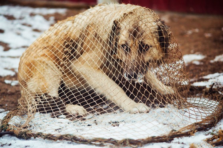 Питомник животных