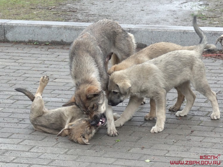Стерилизация бродячих животных