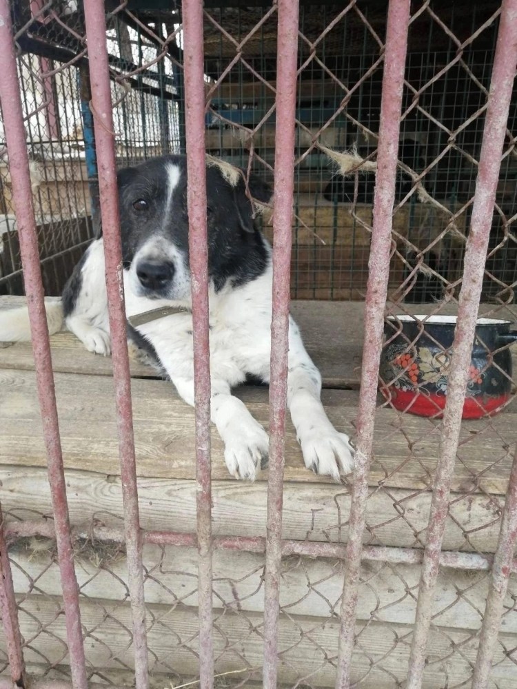 Улан-Удэ собаки безнадзорные