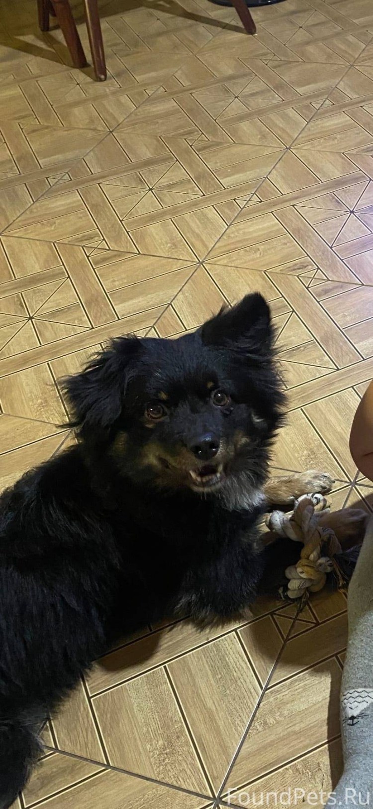 Бездомные животные Иркутск