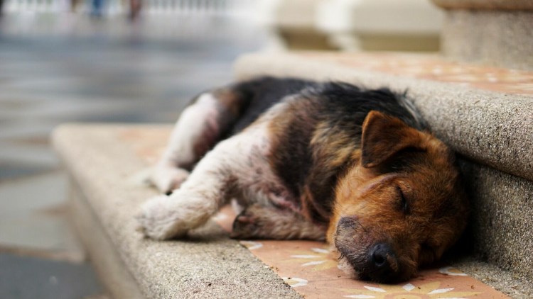 Специализированный приют для собак