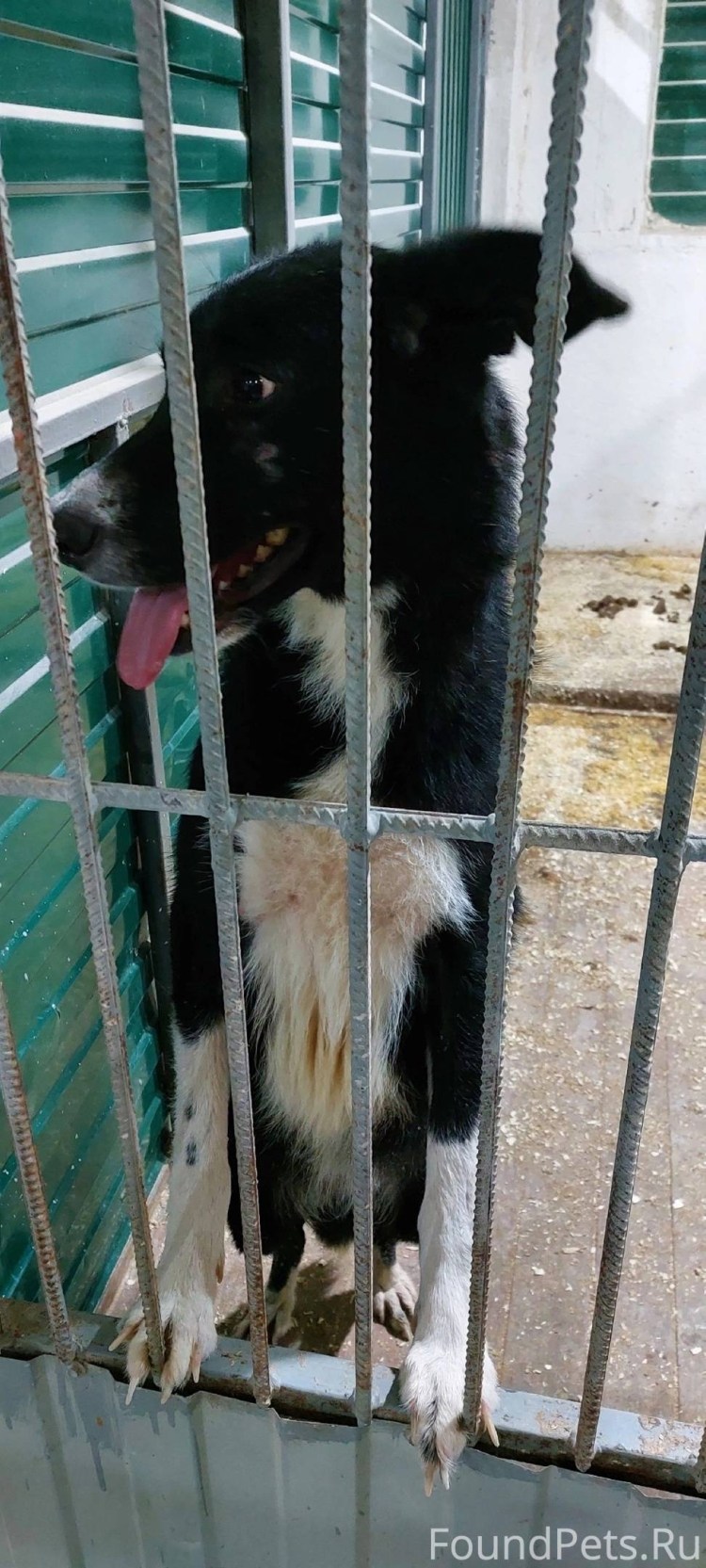 Счастливый берег приют Липецк