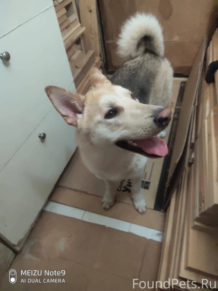 Ульшин Геннадий Николаевич отлов собак