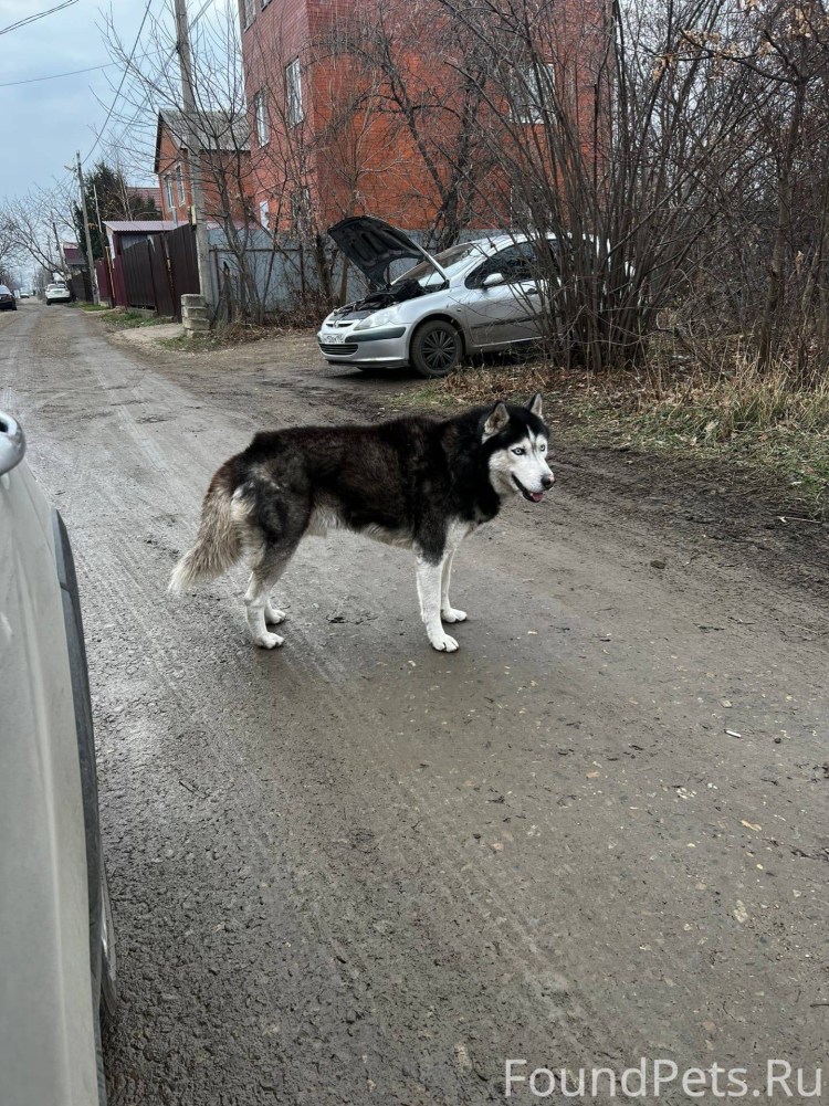 Бездомные собаки