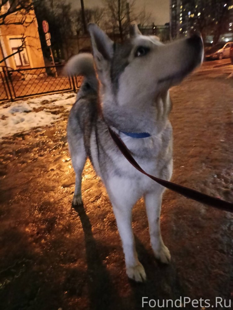 Стая собак в городе