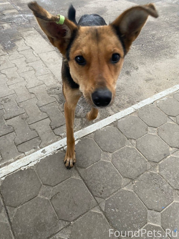 Бродячие собаки в Волгограде