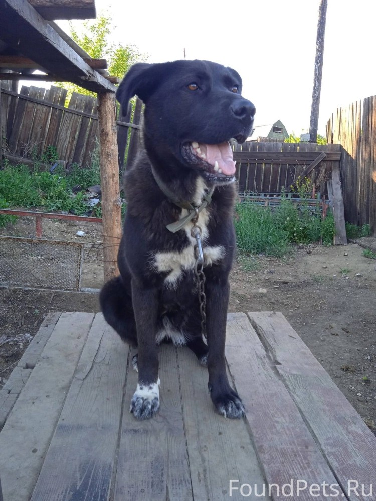 Бродячие собаки зима