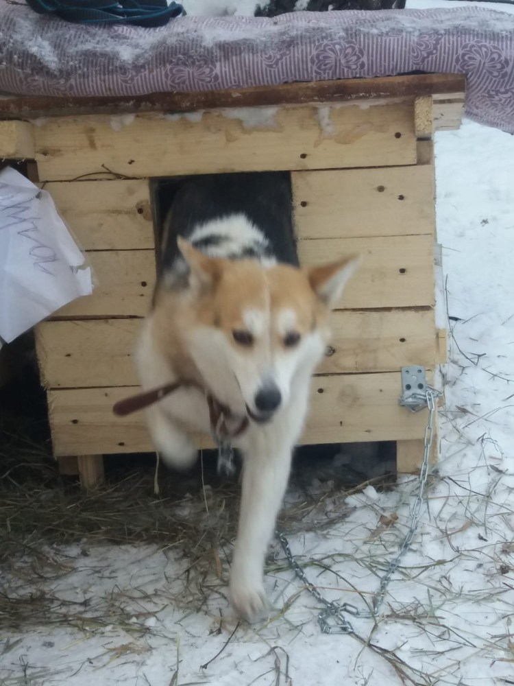 Отлов безнадзорных животных