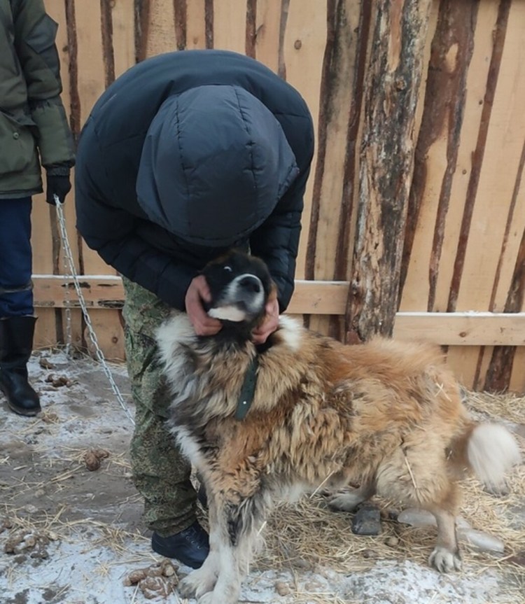 Бродячие собаки