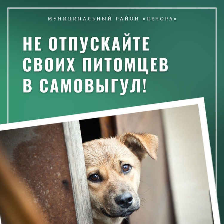 Отлов бездомных животных