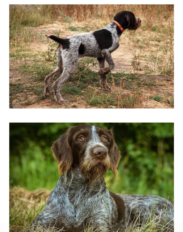 Отлов безнадзорных животных